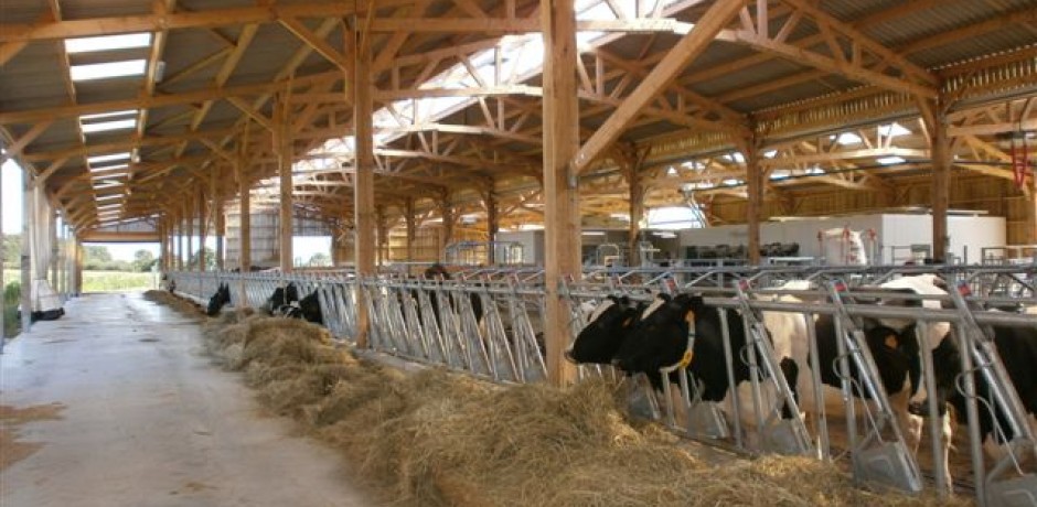 batiment agricole bois vaches laitieres logettes 